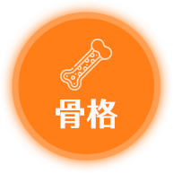 骨格